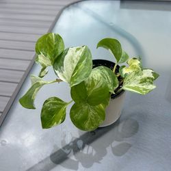 Manjula pothos plant