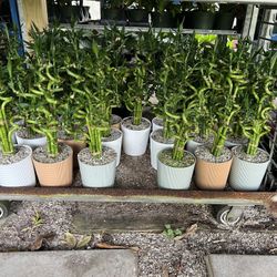 Lucky Bamboo In Ceramic Pot. SPECIAL PRICE 🤩