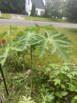 papaya Tree