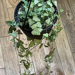 String Of Spades In 6” Pot