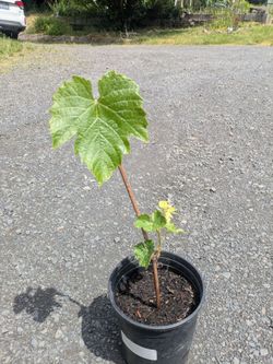 Glenora grape plants, Candice grape plants, and strawberry plants