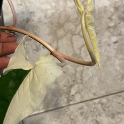 Two Leaf Variegated Syngonium  Albo Plant Cutting 