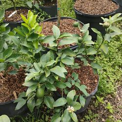 Citrus trees Sale!🍋🍊From $50.00