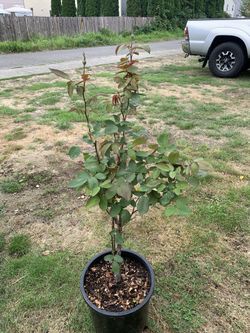 Outdoor rose