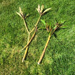 Plumeria Cuttings