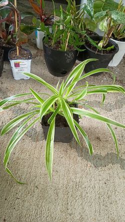 Spider Plants