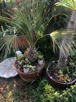Palm