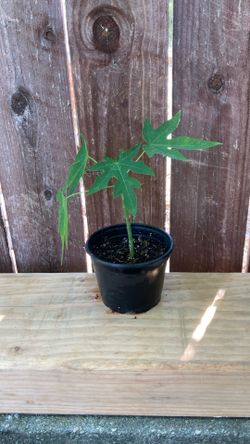 4” Inch Pot Hawaiian Papaya.