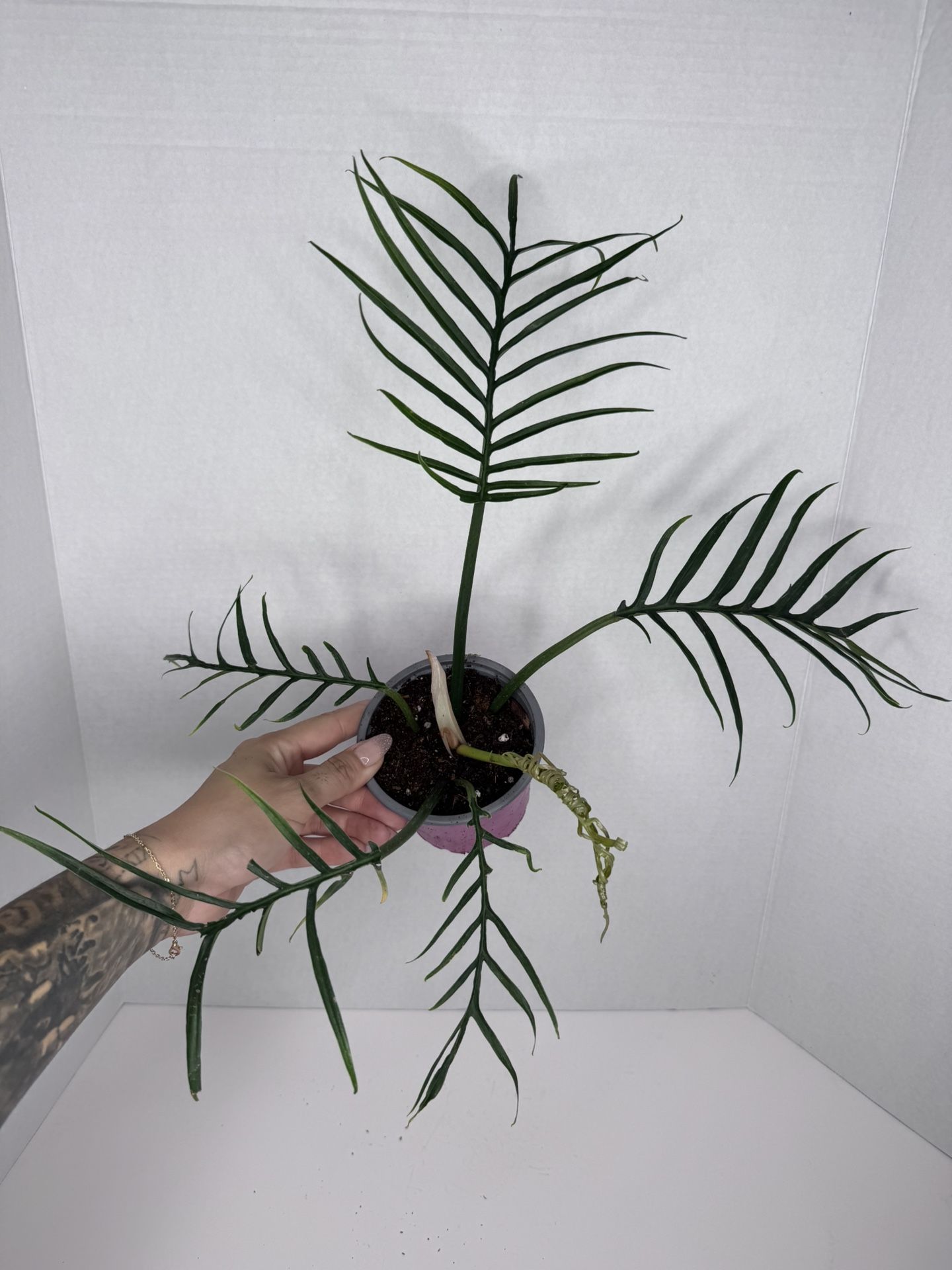 Philodendron Tortum Plant