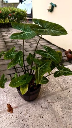 Alocasia Live Plant in Dark Pot