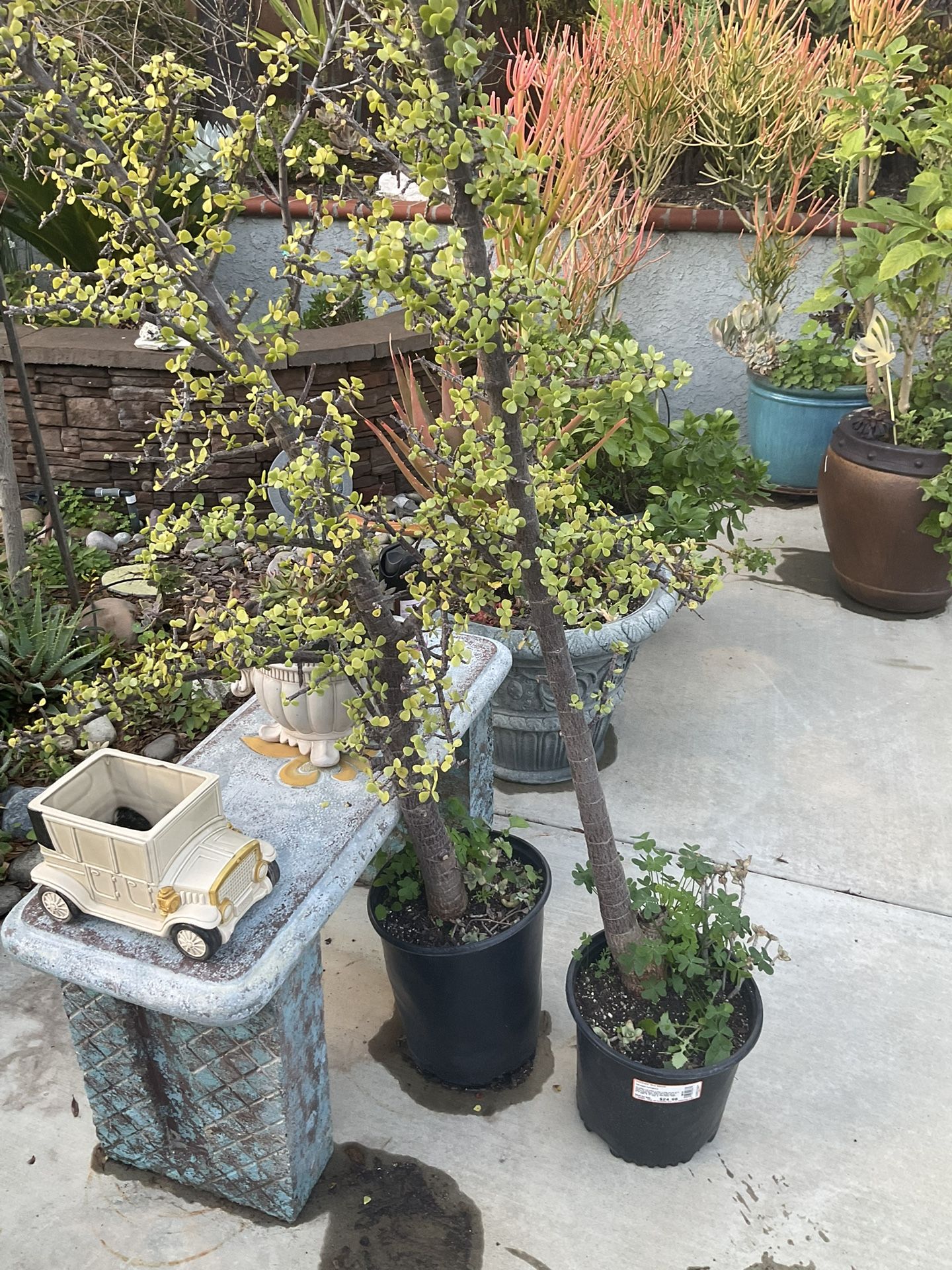 2 Tall Old Elephant Food Succulents Plants