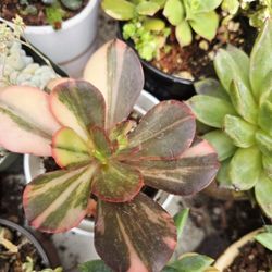 Variegated Echeveria Prima Pick Up In Upland Or Ship To You 