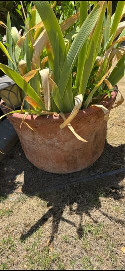 Beautiful vintage terracotta pot with iris I believe is the plant it does flower in its season. Pick up rosedale close to Home Depot