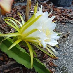 Dragon Fruit Cuttings Pittyaya