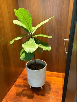 Fiddle Fig Tree (real) and Ceramic Pot