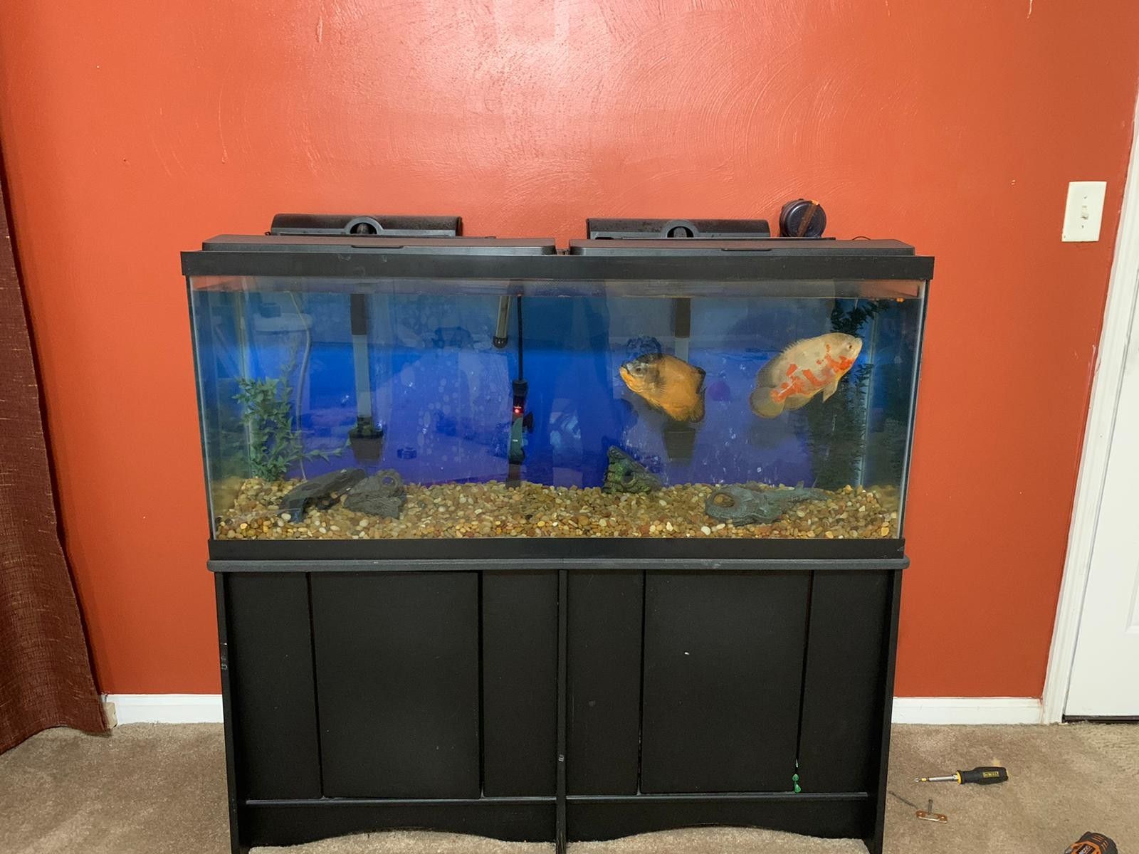 55 Gallon Fish Tank kit along with 2 Ocar Fish!