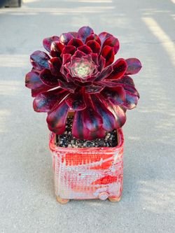 Succulents plants （Aeonium Medusa Rare Succulent）