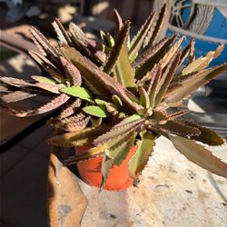 Kalanchoe Alligator Plant 