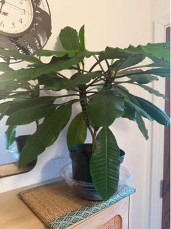 Madagascar Jewel plant 🪴