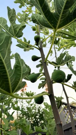 White Madeira Fig Cuttings – Deep Red Flesh & Deliciously Chewy