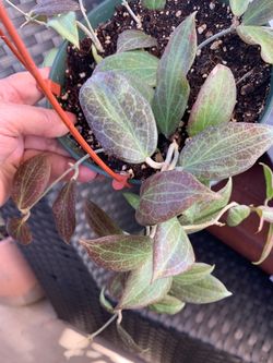 Hoya fitchii plants