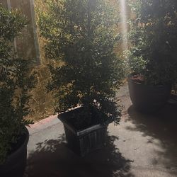 Japanese Holly Plant! 
