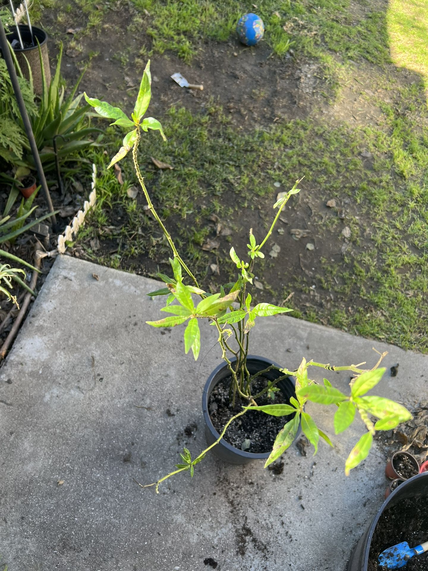 Mature Mexican Tropical Milkweed Plant For Monarch Butterflies