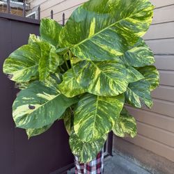 Massive Hawaiian Pothos In 10” Pot 