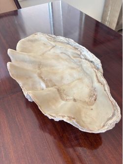 Large 22x12x5”  Coastal Resin Giant Clam Shell Decorative Bowl Centerpiece