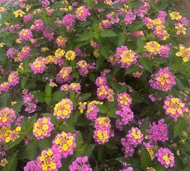 Lantana camara Plant Pink and yellow flowers