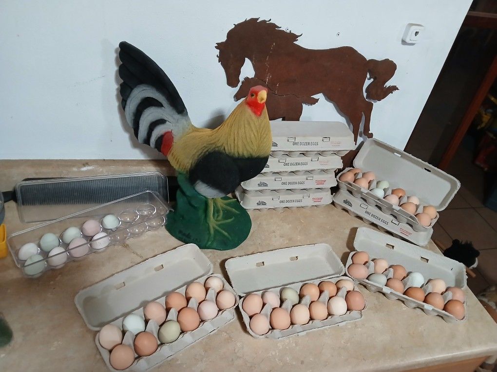 Huevo Fresco/ Fresh Eggs
