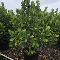 clusias About 8 to 10 feet tall Instant privacy Hedge