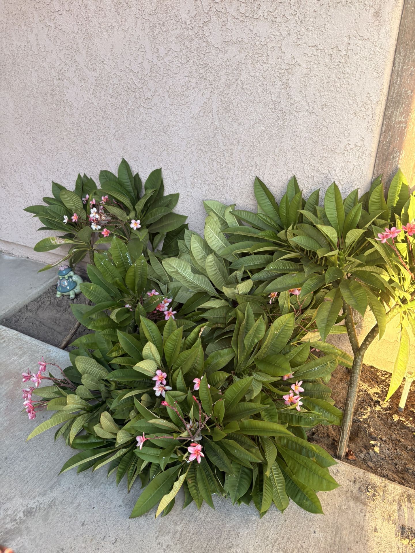 plants