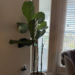 Fiddle Leaf Fig Plant + Pot
