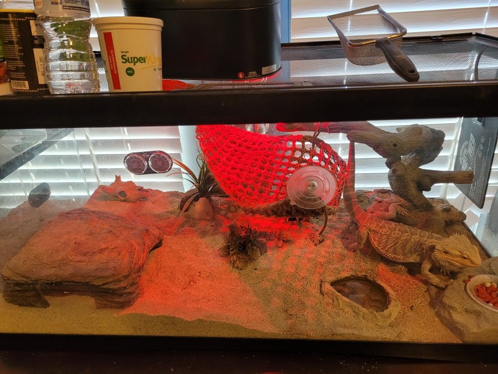 60 Gallon Tank With Bearded Dragon