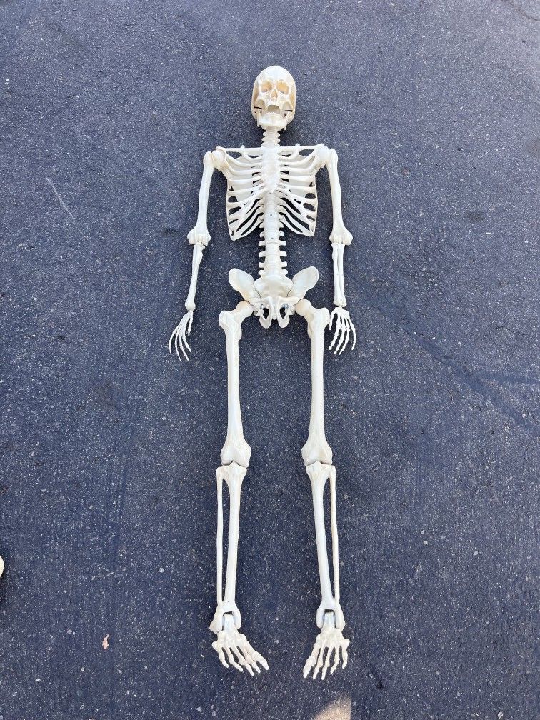 Halloween Skeleton