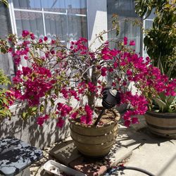 Bougainvillea Bonsai Tree