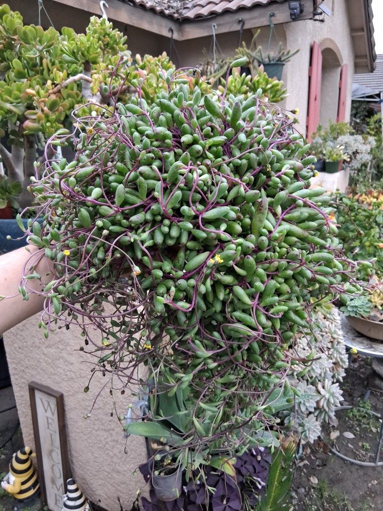 Ruby Necklaces Succulent Plant $25