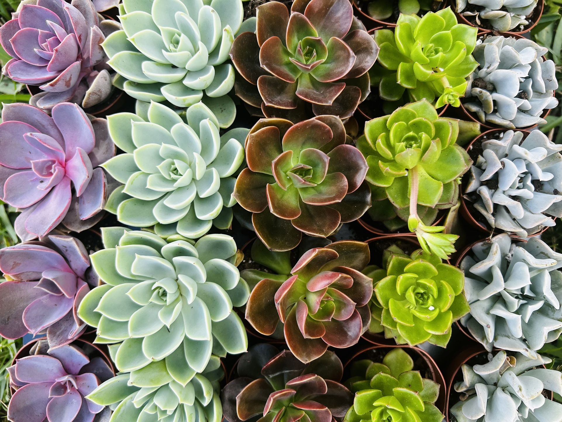 Beautiful Echeveria Succulents 2”