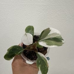 White Knight Philodendron Baby