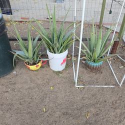 Aloe Plants