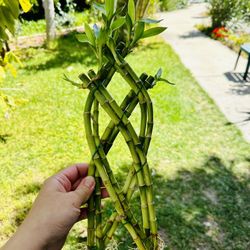 Trellis Lucky Bamboo Indoor Live Plant $5/each 