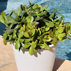 Jade plant in white pot