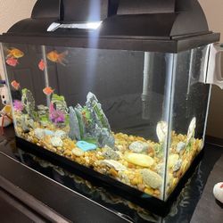 Fish Tank 