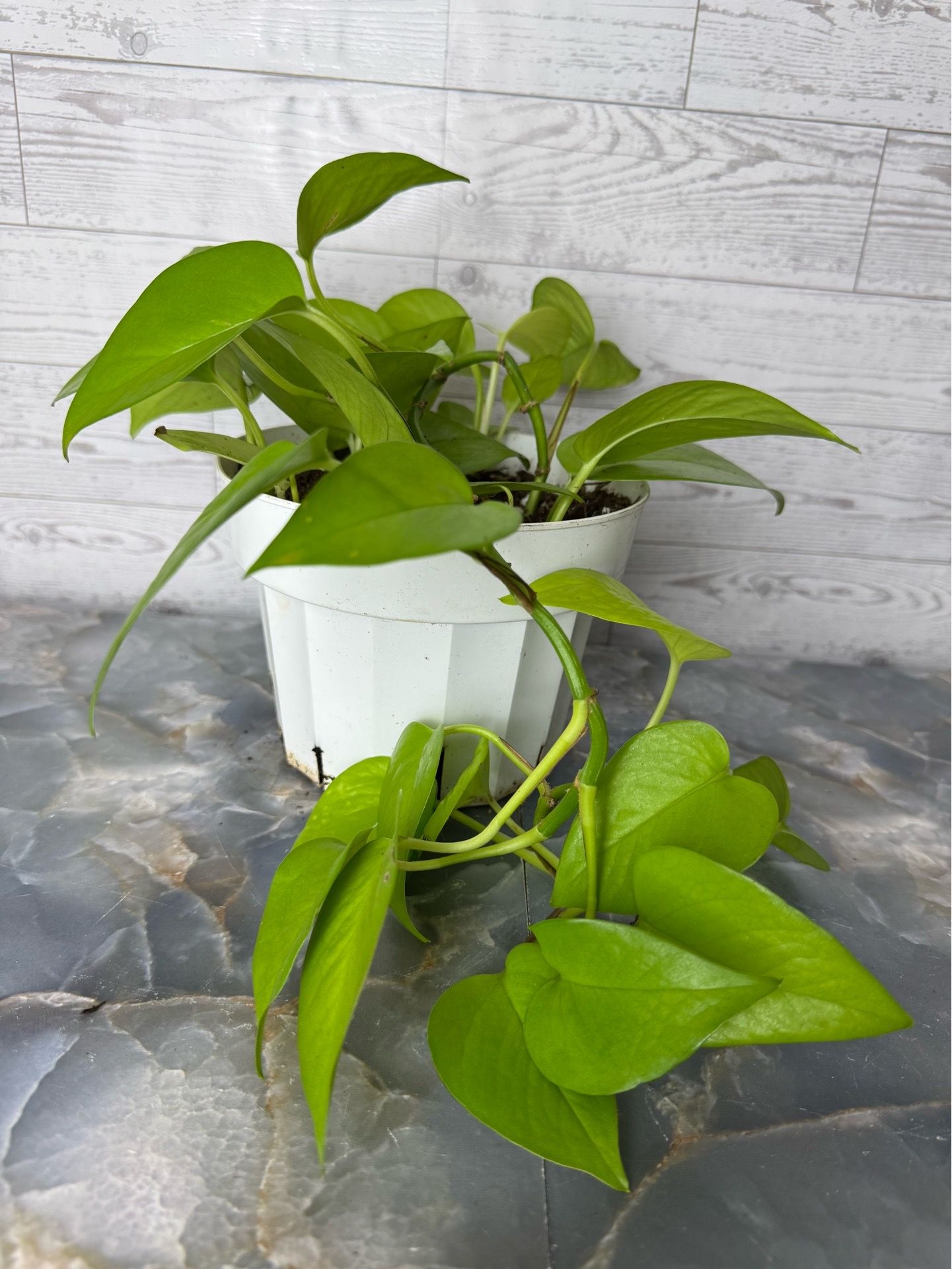 Neon Pothos - Indoor Houseplant