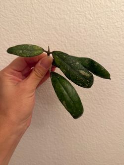 Hoya North Sumatra cutting