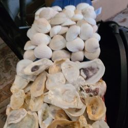   homemade shell  Décor can be used as decoration laying down or they both have books to hang up