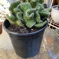 XL Crested Cactus In Large Nursery Pot 
