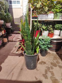 Snake Plant