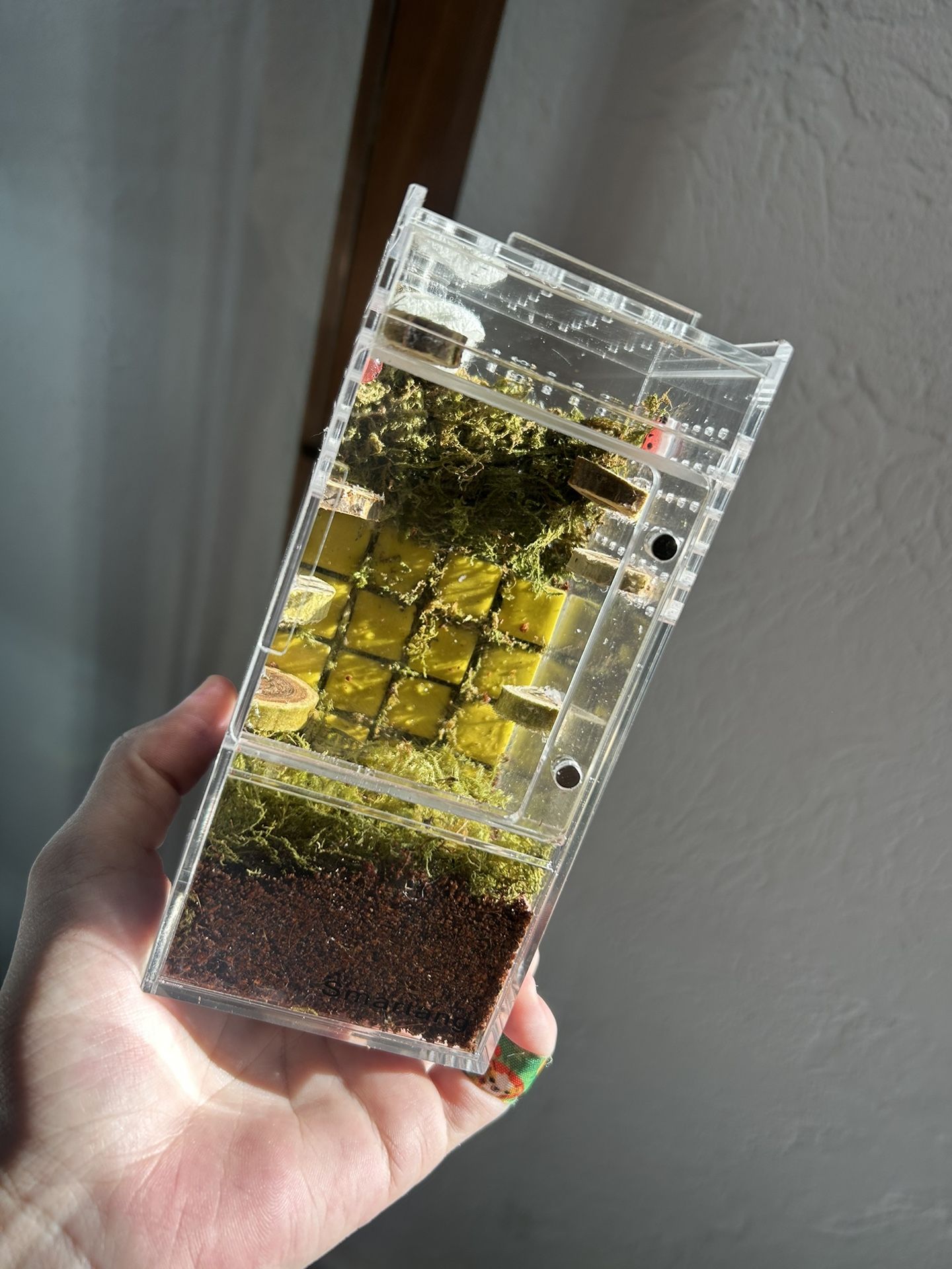 Jumping Spider Enclosures